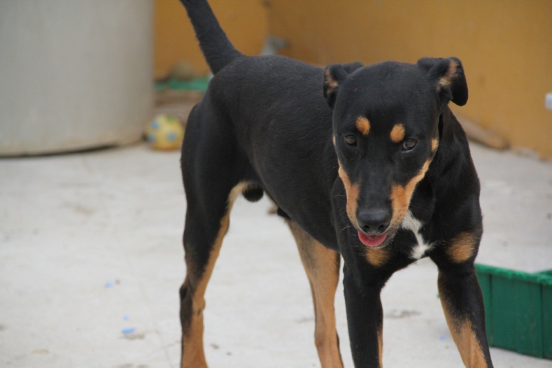 GOLFO, male croisé doberman né le 01/01/2012 Golfo10