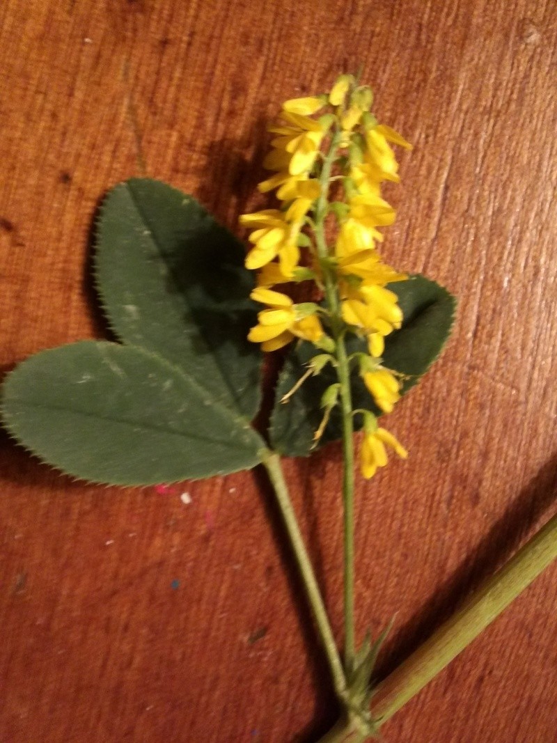 petite plante (melilotus officinalis ) Img39110