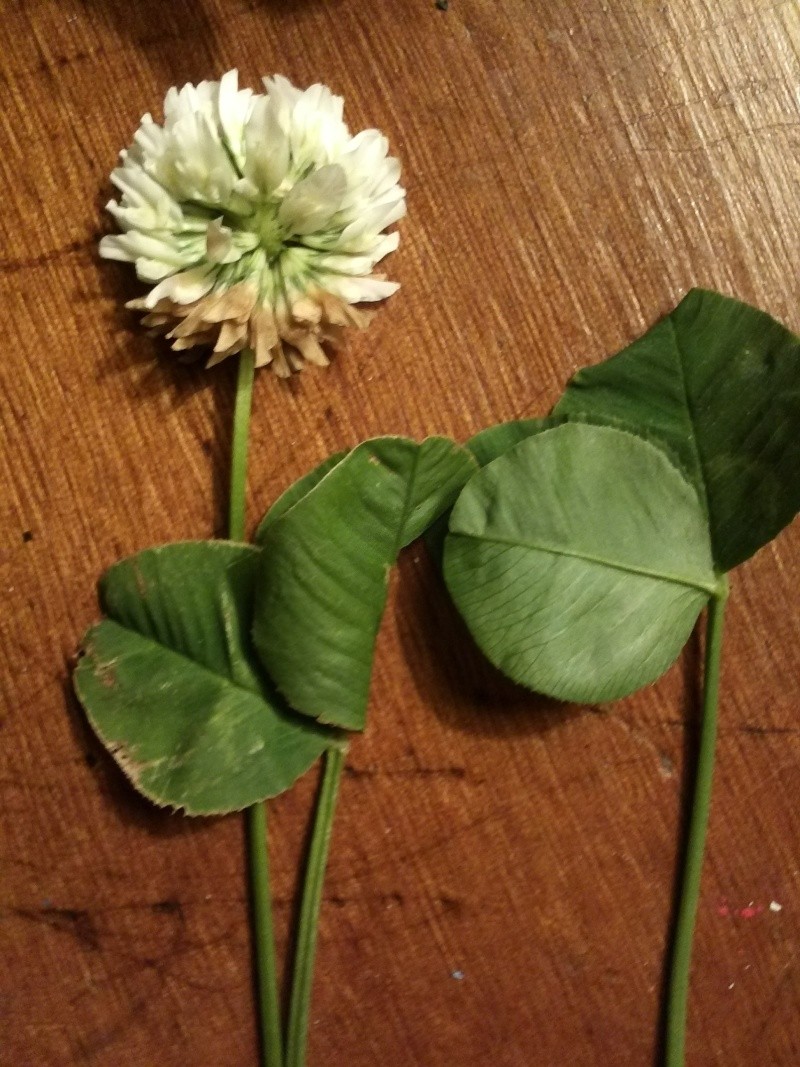 Trifolium repens (trefle blanc) Img39510