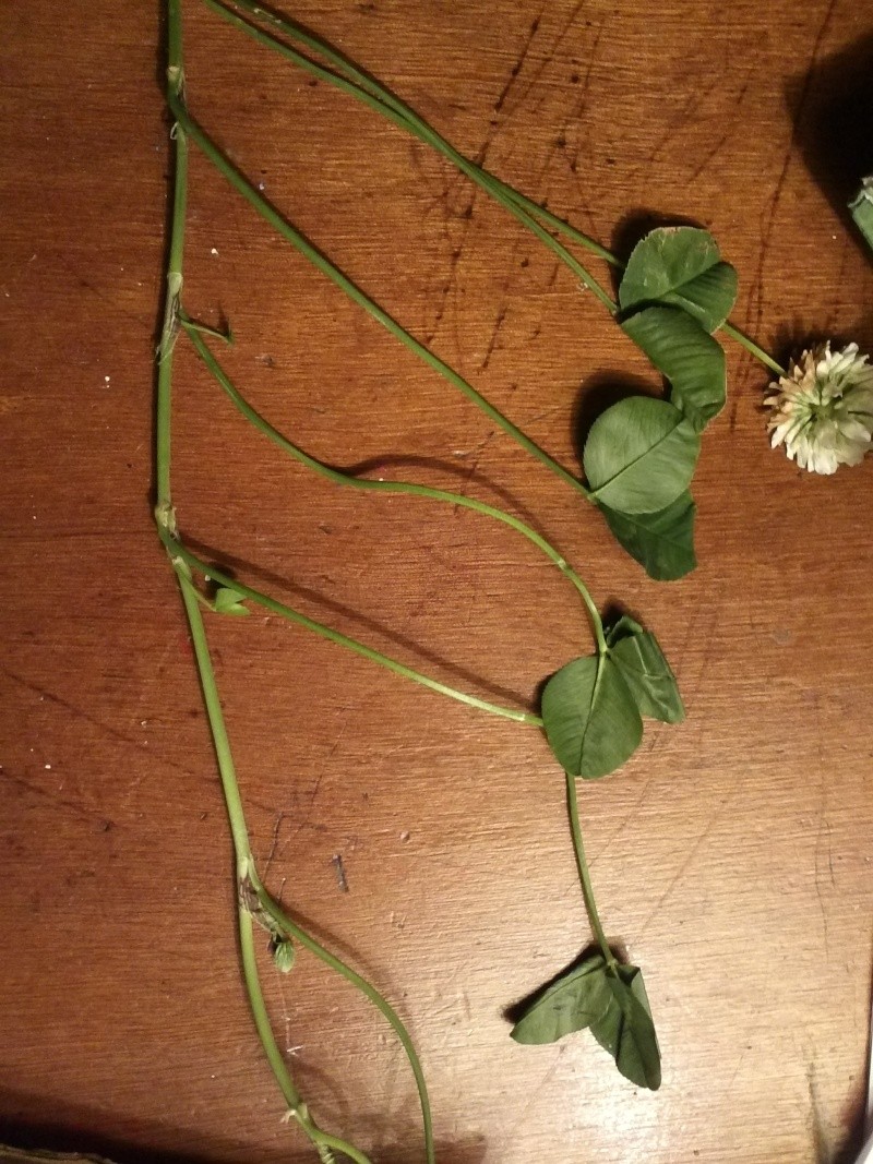 Trifolium repens (trefle blanc) Img39611