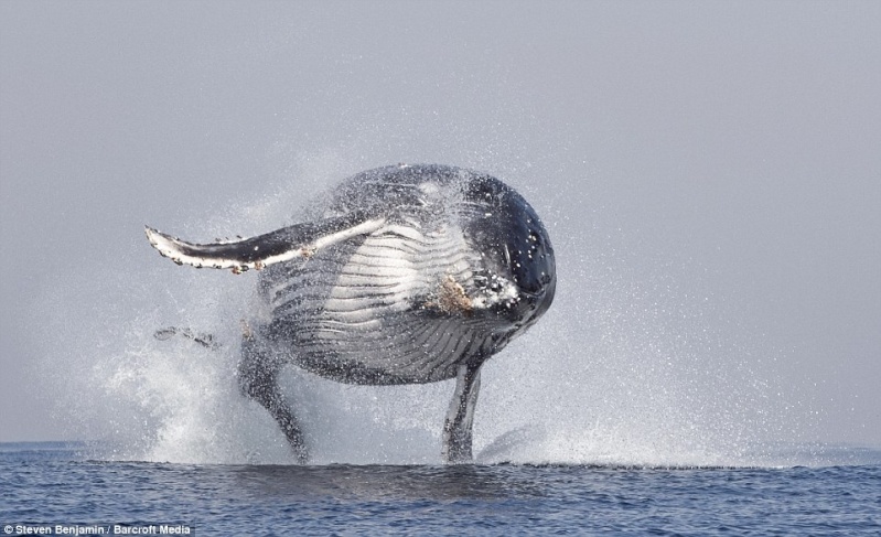 Rare photo d'une baleine hors de l'eau. 110