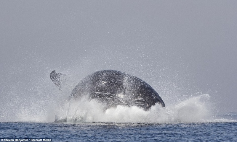 Rare photo d'une baleine hors de l'eau. 310