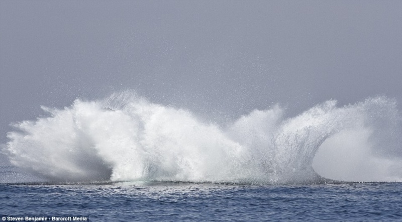 Rare photo d'une baleine hors de l'eau. 410