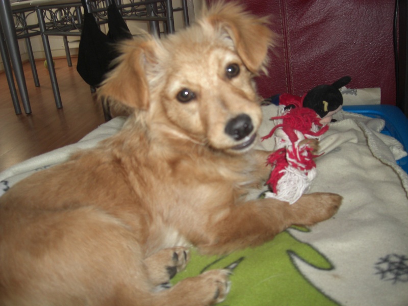 Paillette : chiot razmoket adopt le 6 mars Cimg9315