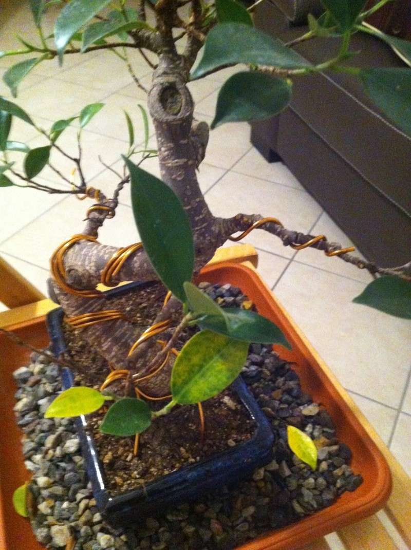 Ficus Retusa Foglie Gialle 01010