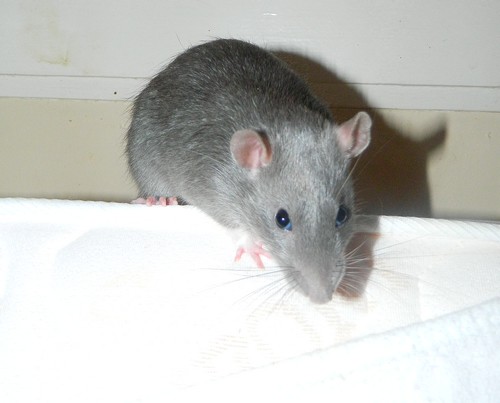 Les Rats de Chrisreimo Choppe10