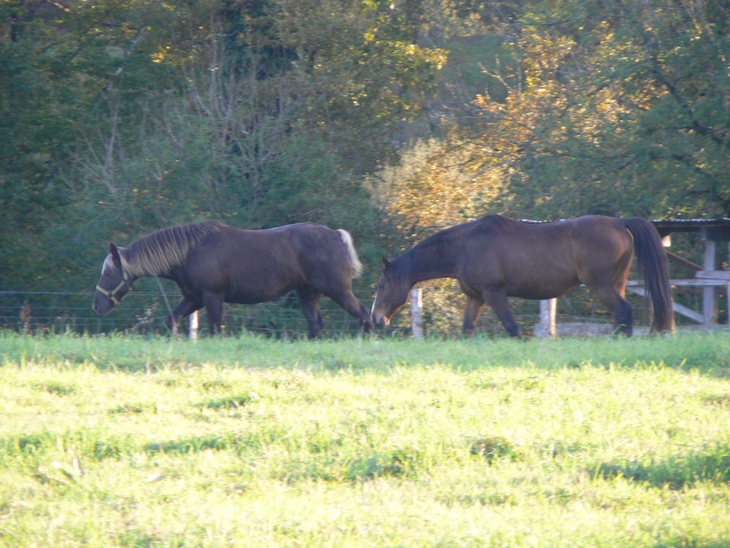 PELIPA - ONC Poney née en 2007 - adoptée en septembre 2014 par Ceed - Page 6 P1280811