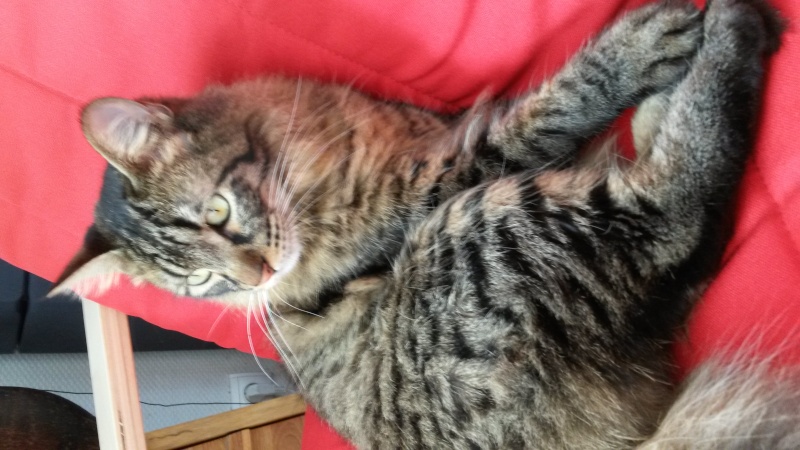 INDI (Hawaï) - Page 2 20140916