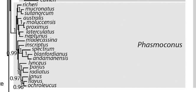  Conidae Phasmoconus - Discussion sur le genre, la planche 25/48 Sans-t13
