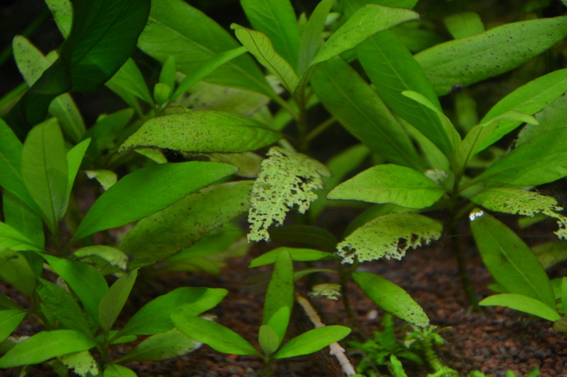  - Australo-guinéen : allier plantes et dureté de l'eau Dsc_0123