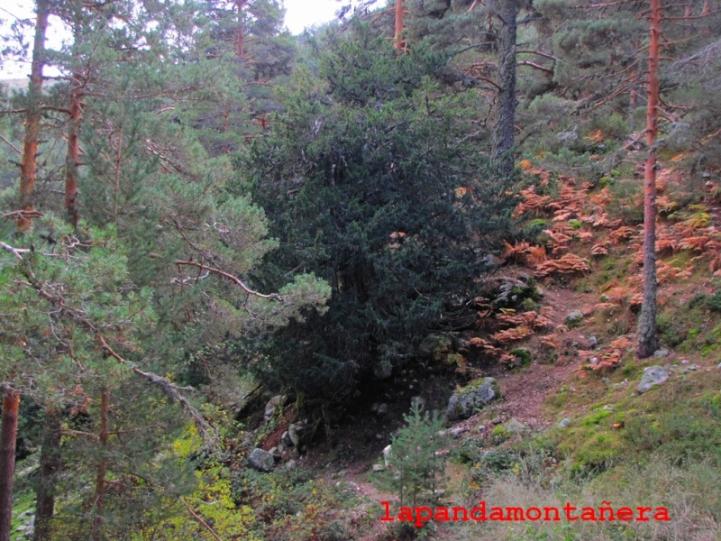 20141108 - GUADARRAMA - CIRCULAR A CABEZA DE HIERRO MAYOR 03011