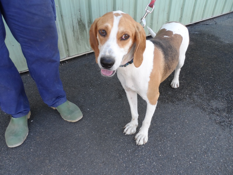 UNO, mâle type beagle, 3 ans (ASSO GALIA - 85) - Page 2 Sam_0517