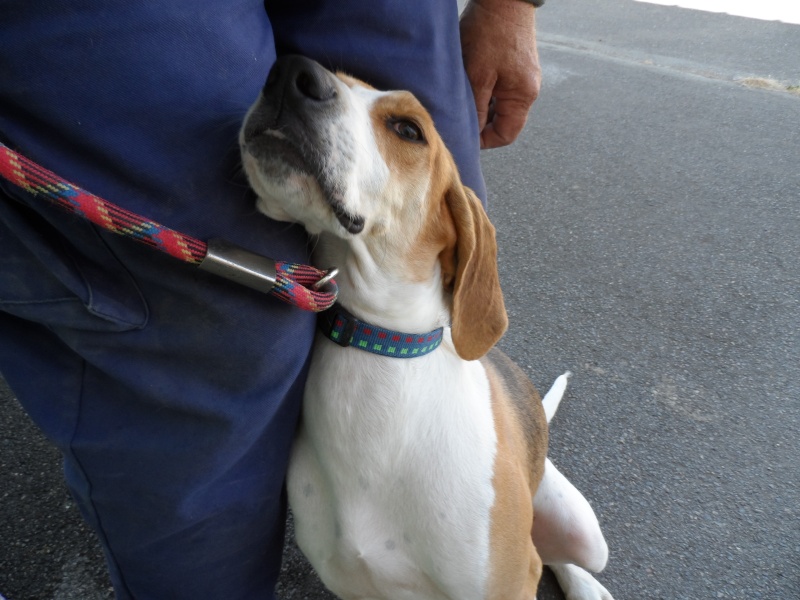 UNOo-    beagle 4  ans -   Association Galia (85) Sam_0522