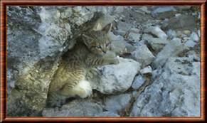 LE CHAT SAUVAGE DE CRETE Bb_cha10