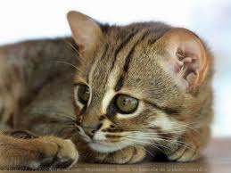 Chat Leopard De L Inde Ou Chat Rubigineux Chat Leopard De L Inde Ou Chat Rubigineux