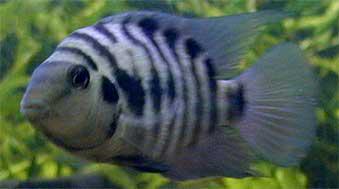 Fiche poisson Cichlasoma nigrofasciatum (Convict cichlid - nigro) 15926910