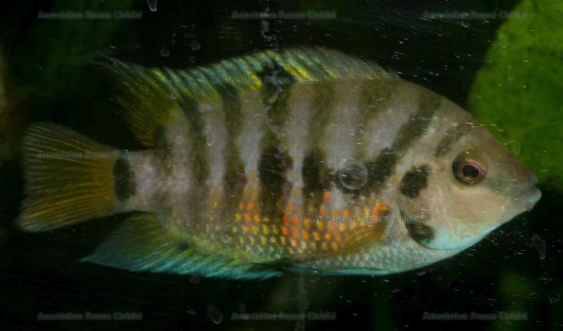 Fiche poisson Cichlasoma nigrofasciatum (Convict cichlid - nigro) Femell12