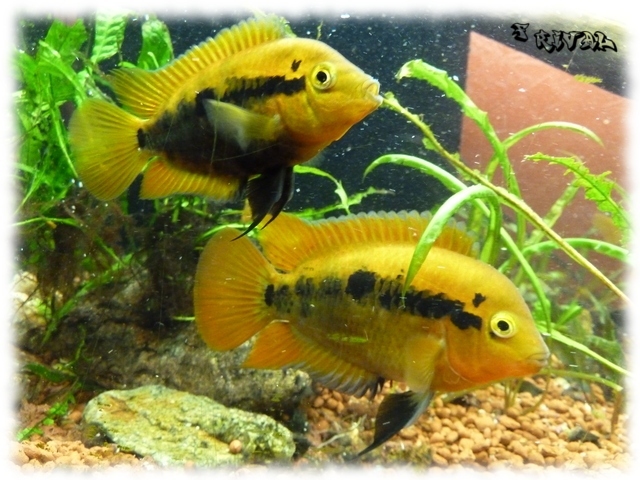 fiche poisson Herotilapia Multispinosa Multis12