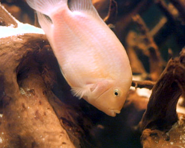 Fiche poisson Cichlasoma nigrofasciatum (Convict cichlid - nigro) Pinkco10