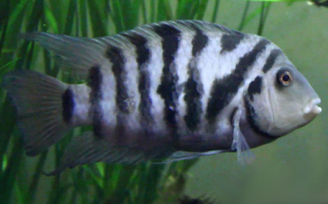 Fiche poisson Cichlasoma nigrofasciatum (Convict cichlid - nigro) Previe10