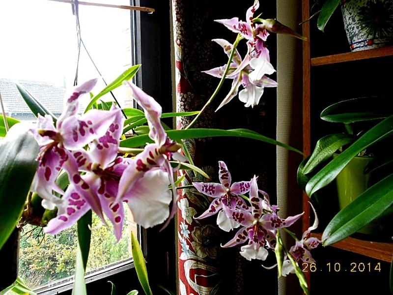 Orchideen 2011 - 2015 Teil 1 - Seite 82 Dscn4221