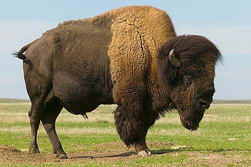 Le bison.  Mp5cfb10