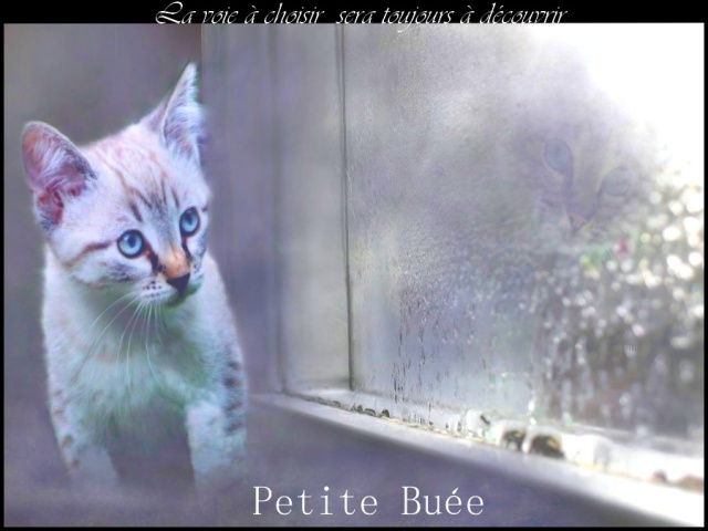 Petite Ecaille ~ chaton ~ PAS FINI désolée 49075910