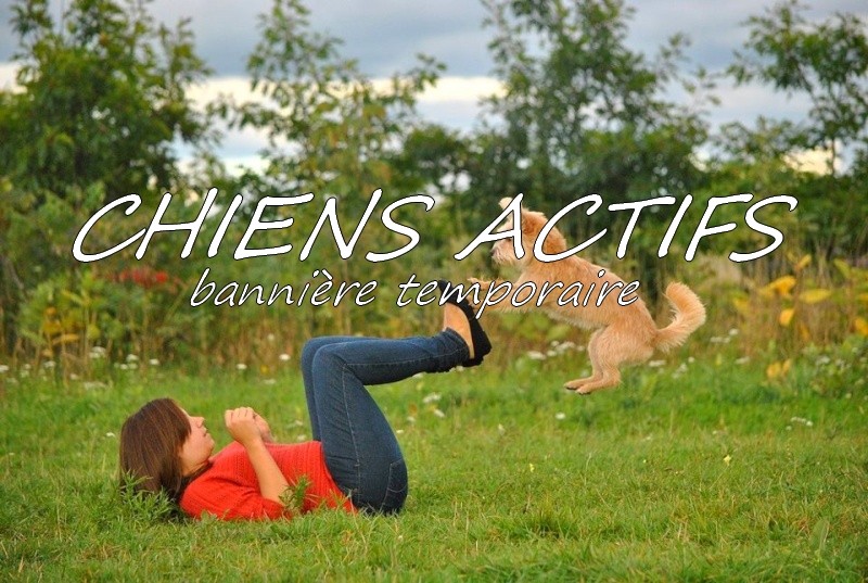 Forum sur les sports canins: Chiens actifs