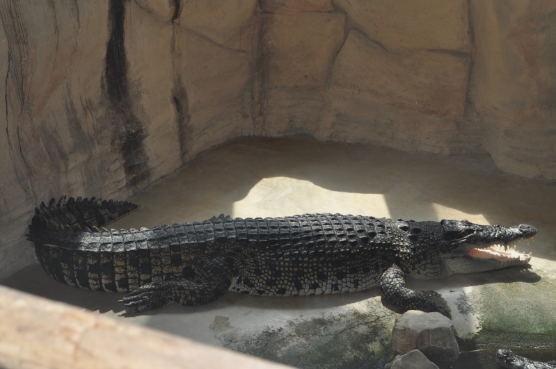 Visite à AlligatorBay ;) Croco_11