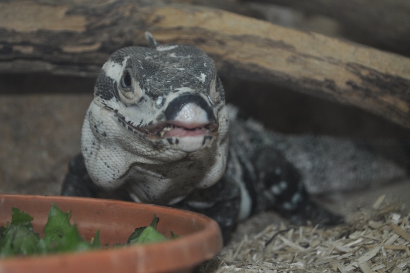 Visite à AlligatorBay ;) Iguane11