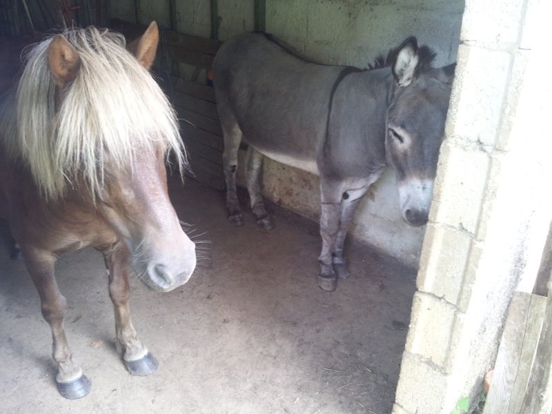 NOISETTE - ONC poney typée shetland née en 2000 - adoptée en juillet 2013 par Patrick - Page 2 20130721