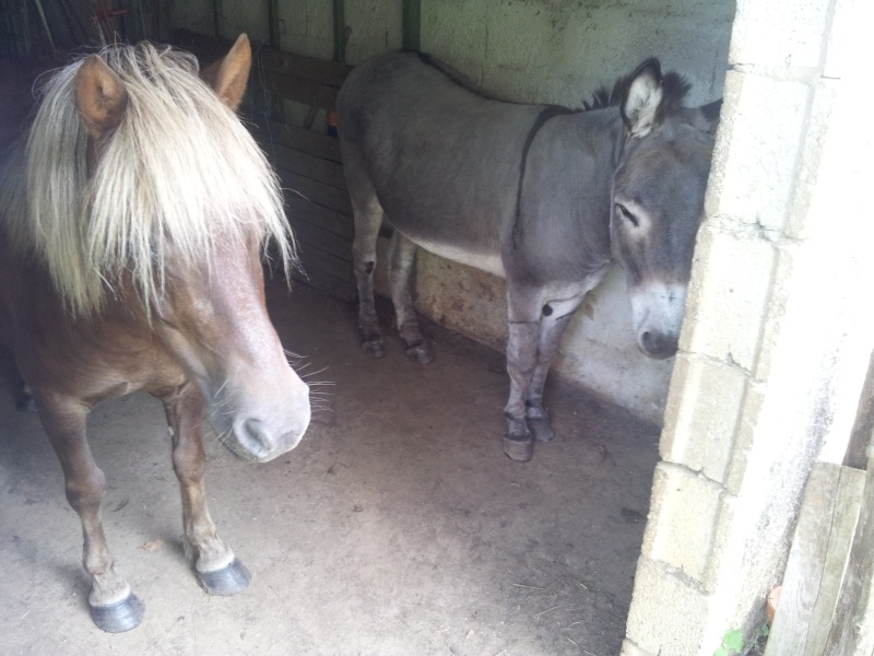 NOISETTE - ONC poney typée shetland née en 2000 - adoptée en juillet 2013 par Patrick  - Page 2 20130721