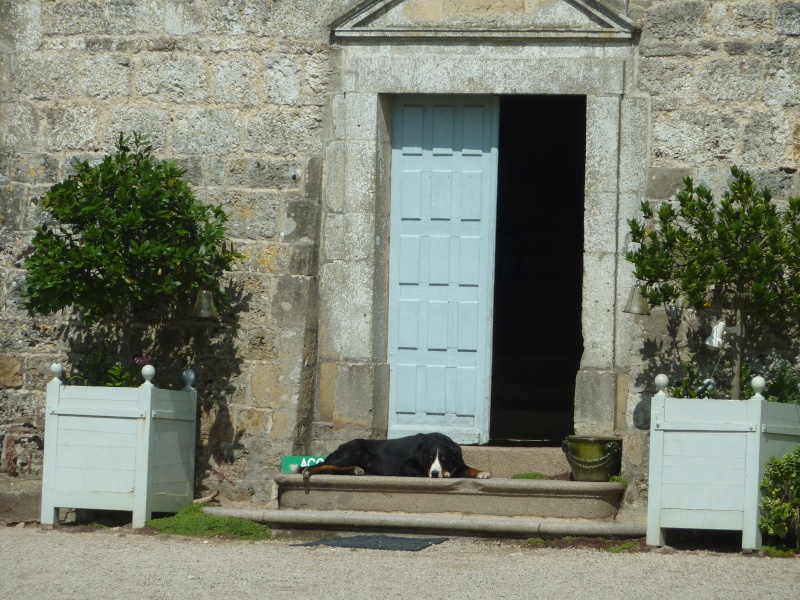 La Solexine XV dans le Cotentin P1080639