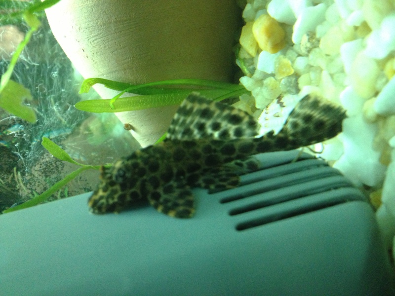 ancistrus ou pleco ? Img_1510