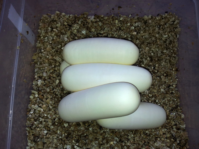 Dendroaspis polylepis eggs 20130610