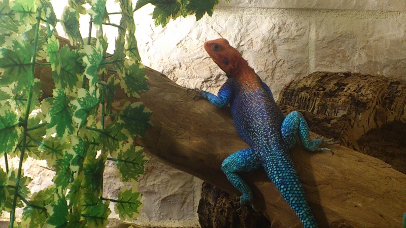 Spyder mon male Agama agama 74075410