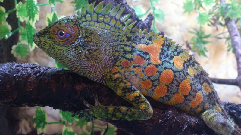 Rango mon gonocephalus chameleontinus Tazia212