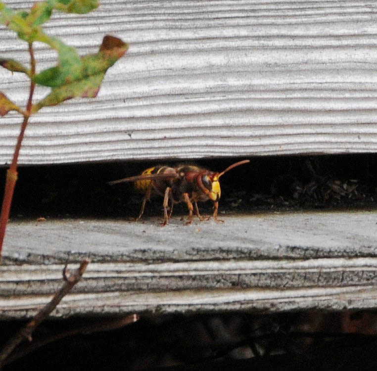 vespa crabro Dsc_6414