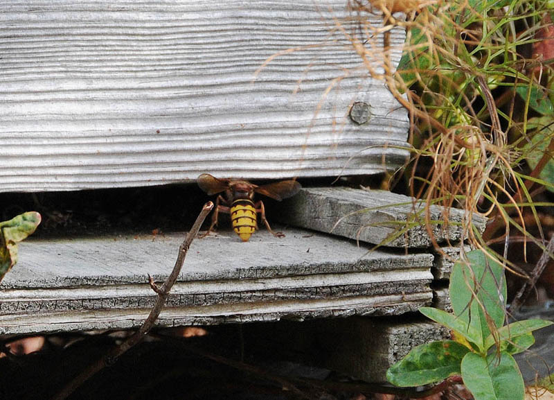 vespa crabro Dsc_6415