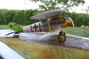 Pfalz D III Eduard 1/48 Img_5520