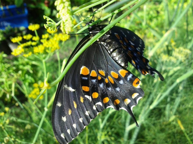 Black Swallowtail caterpillar  Black_10