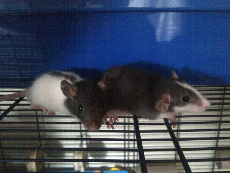 5 ratons mâles à adopter Img-2013