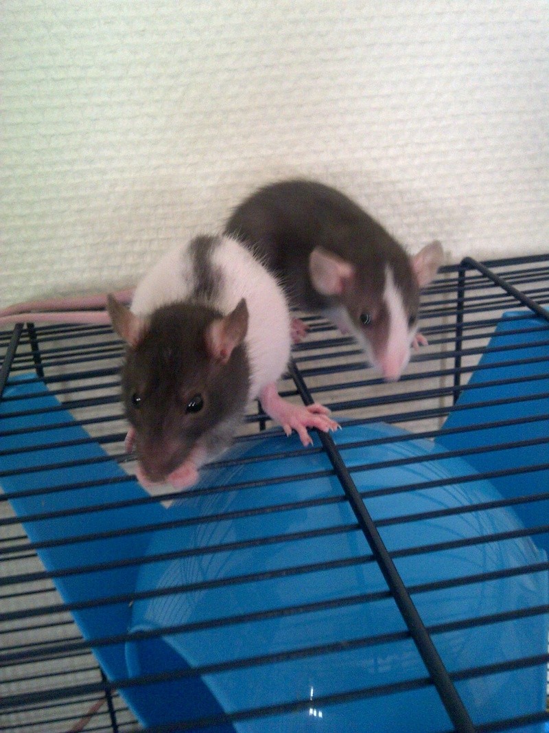 5 ratons mâles à adopter Img-2024