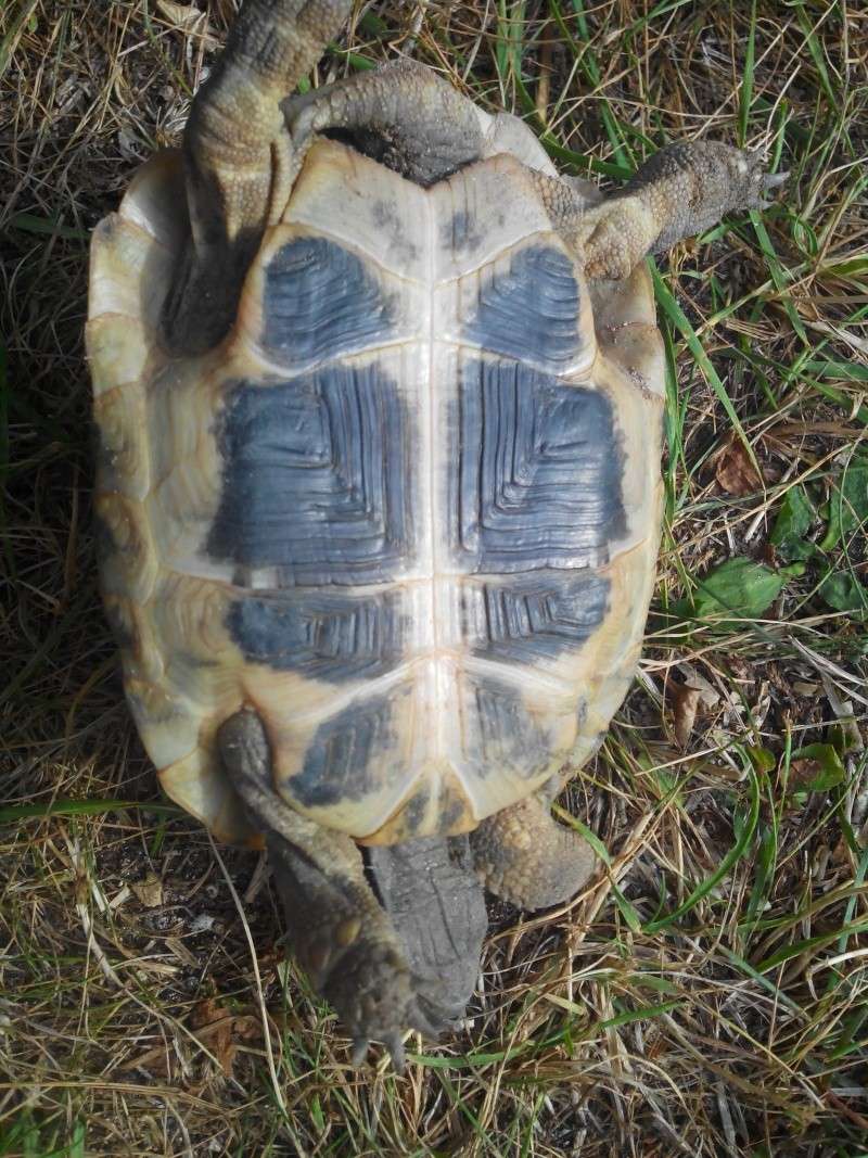 Identification de 3 tortues Img_2013