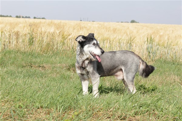  PLUTON  CHIEN AGE DE 13 ANS - mâle croisé de taille moyenne, né en 2004 (Pascani)- RML- en FALD chez Lolita (55) - DECEDE - Page 6 Img_9110