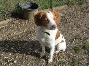 [ADOPTE] Diane Epagneul Breton  Diane_11