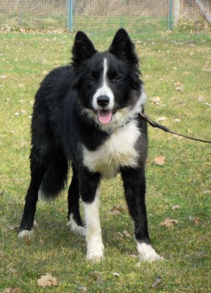 Ficelle Border collie Ficell10