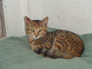 [ADOPTE] Indiana chatte domestique Indian10