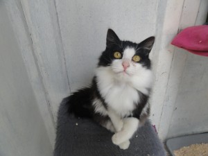 [ADOPTE] Merlin chat domestique Merlin10