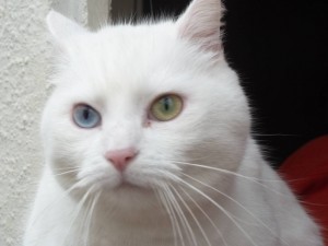 [ADOPTE] Neige chatte domestique Neige10